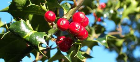 Holly Myths