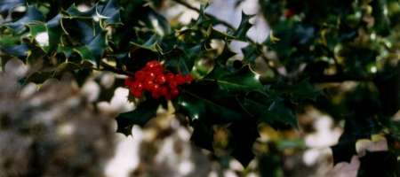 Holly berries and Christmas Wreaths