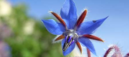 Edible Flowers