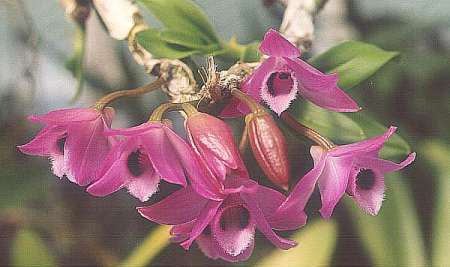 Flowers from Thailand