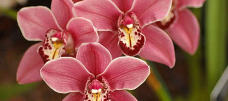 Cymbidiums from New Zealand