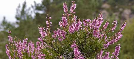 Flowers associated with Scotland