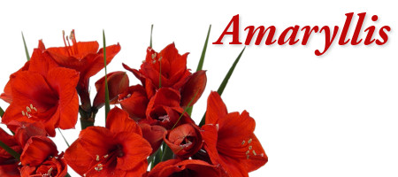 History of the Amaryllis Flower