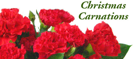 Christmas Carnations