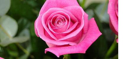 Experts    Detailed Flower Meanings    Meaning of  Pink Rose