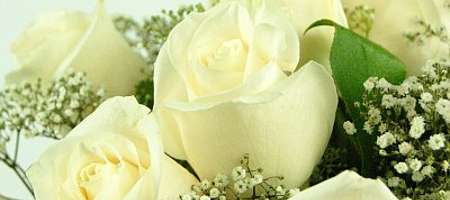 Meaning of the White Rose