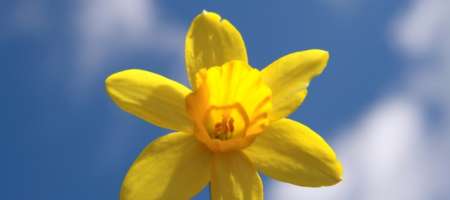 UK Daffodil production.