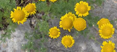 Flowers from Russia