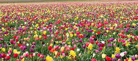 Tulip and other bulb flowers