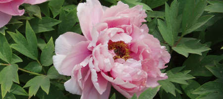 Peonies