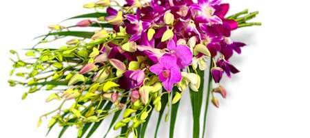 Dendrobium Orchids